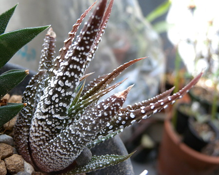 H.attenuata