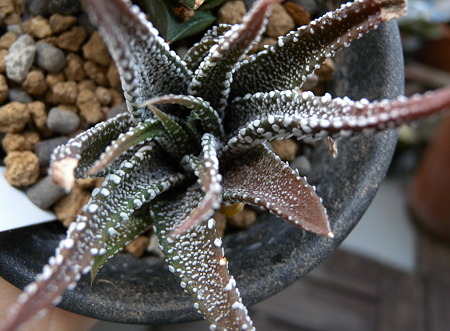 H.attenuata