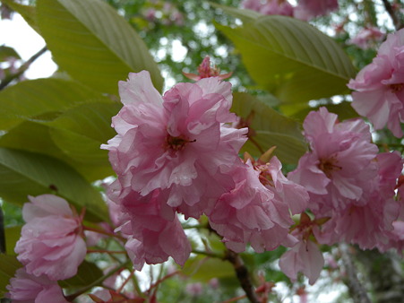 八重桜