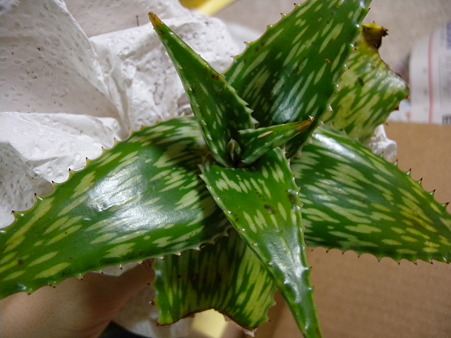 Aloe peckii