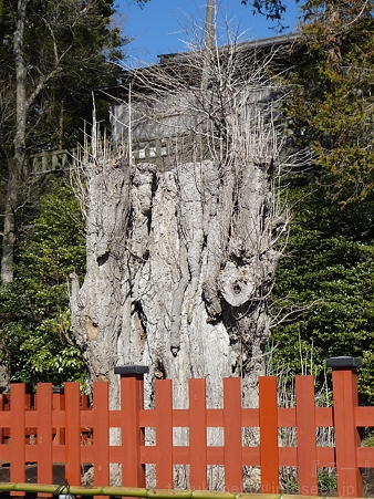 120209-八幡さま (6)