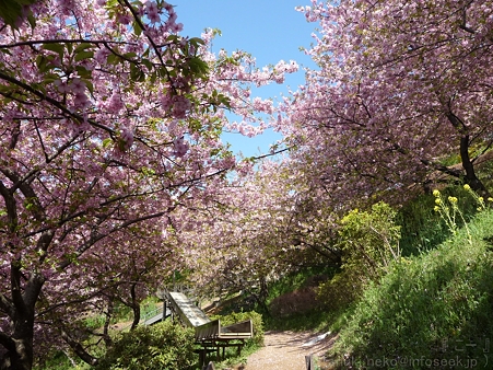 120329-松田山 河津桜 (50)