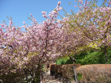 120329-松田山 河津桜 (61)