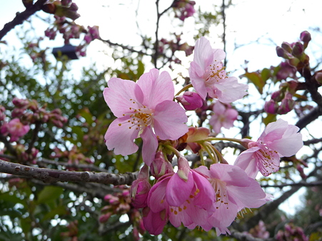 110225-鶴岡八幡宮 (44)