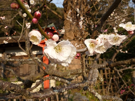110308-荏柄天神 (7)