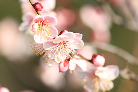 万博公園の梅の花