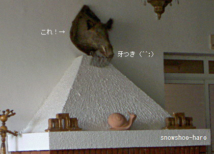 イノシシの頭