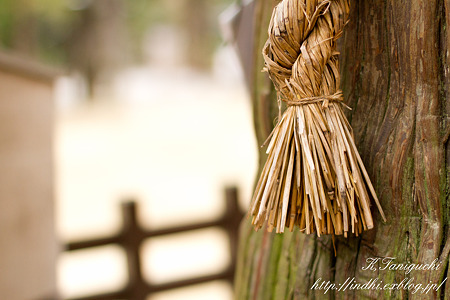 穂高神社 EOS7D EF50 F1.4