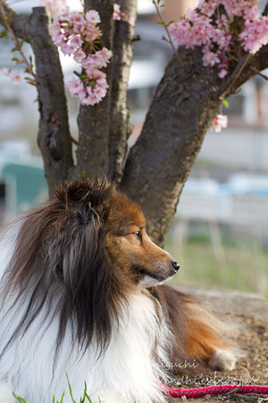 愛犬