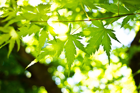 みどり NEX-5 FD50 F1.4