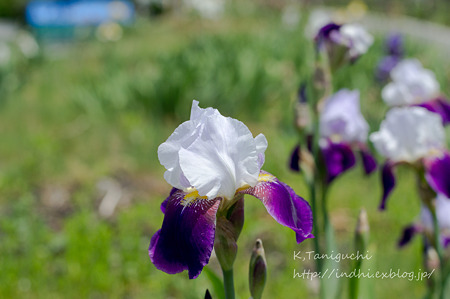 NEX-5 FD50 F1.4
