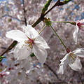 Photos: 桜咲くらぁ♪