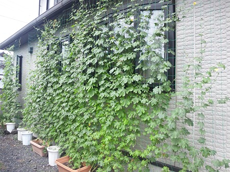 2011 / 08 / 27のゴーヤ