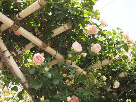 2011年5月の大塚ばら園