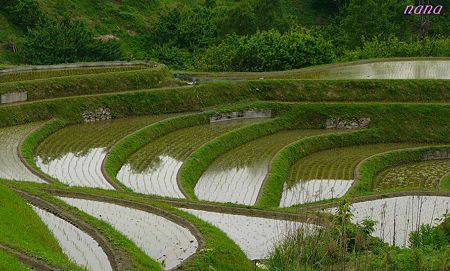 棚田