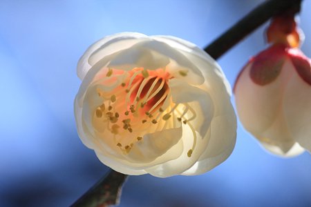 2012.02.27　和泉川　梅