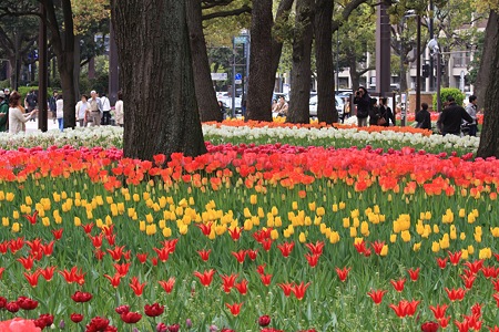 2012.04.19　横浜公園　チューリップ　撮る