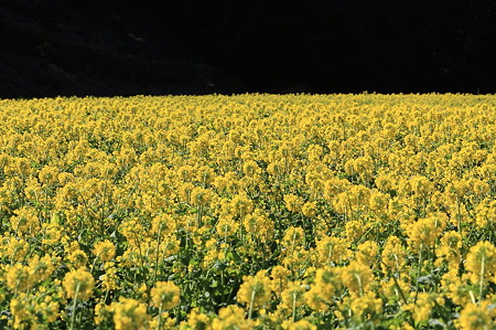 2011.03.17　追分市民の森　菜の花