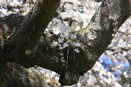 2011.04.06　入生田　長興山紹太寺　枝垂桜　老木に鞭
