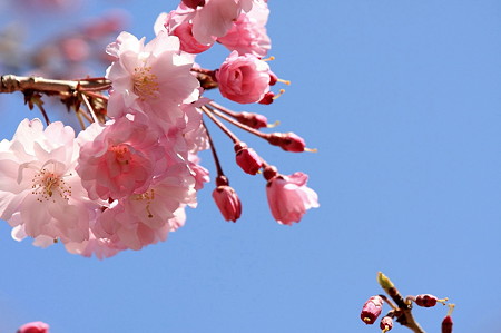2011.04.13　和泉川　枝垂れ八重さくら