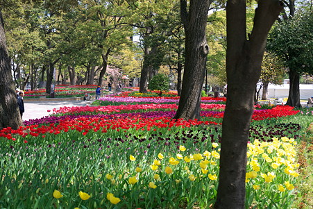 2011.04.15　横浜公園　チューリップまつり-16
