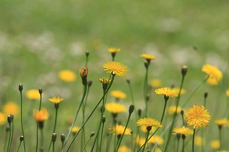2011.05.31 和泉川 ブタナ
