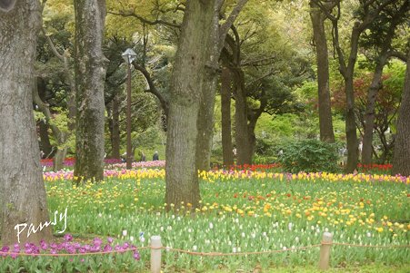 横浜公園のチューリップ 20
