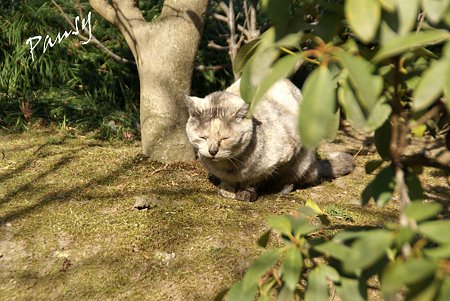 gray の猫・・浄妙寺3