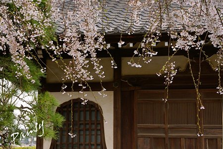 しだれ桜・・本覚寺 1