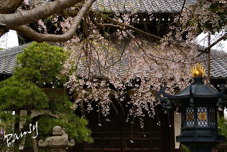 しだれ桜・・本覚寺 2