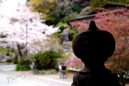 妙本寺の桜景色・・7