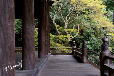 若葉色の彩　妙本寺・・