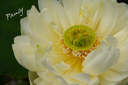 蓮の花・・6