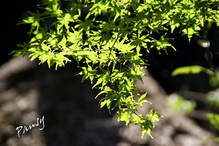 green..2