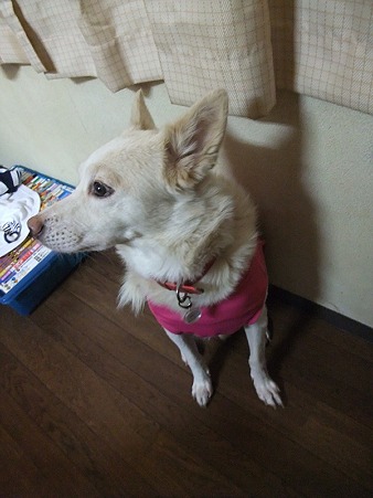 蓮君、ピンク似合うよ~