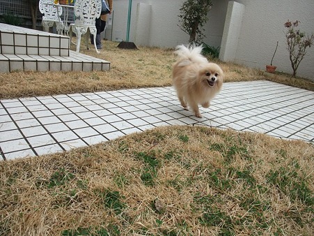 楽しそうに走り回るこてつ
