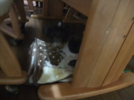 机の下に避難中のこっちゃん