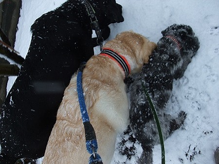 これが雪だよ~~