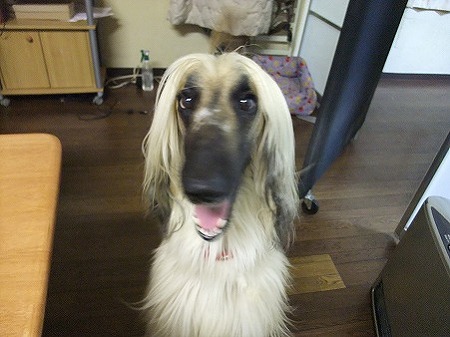 頭ボッサボサにして