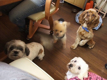 保護犬チーム勢ぞろい