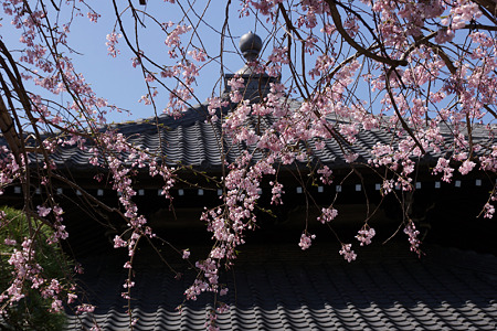 枝垂れ桜、本覚寺2!