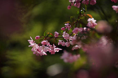 海棠の花が彩る鎌倉2012!