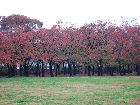 大坂城・西の丸庭園 - 03