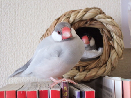 DSCF3915
