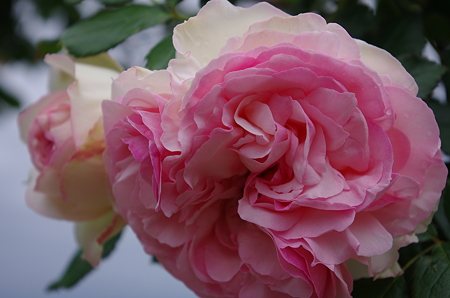 IMGP0487