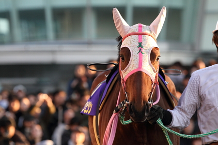 トウホクビジン_2010東京大賞典