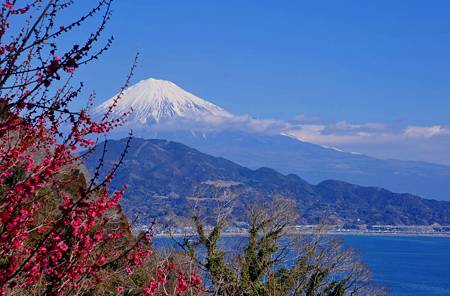 さった峠の紅梅1