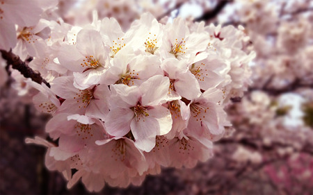桜５
