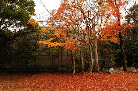 1011230935_DSC_4164