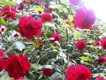 20091007_3020856